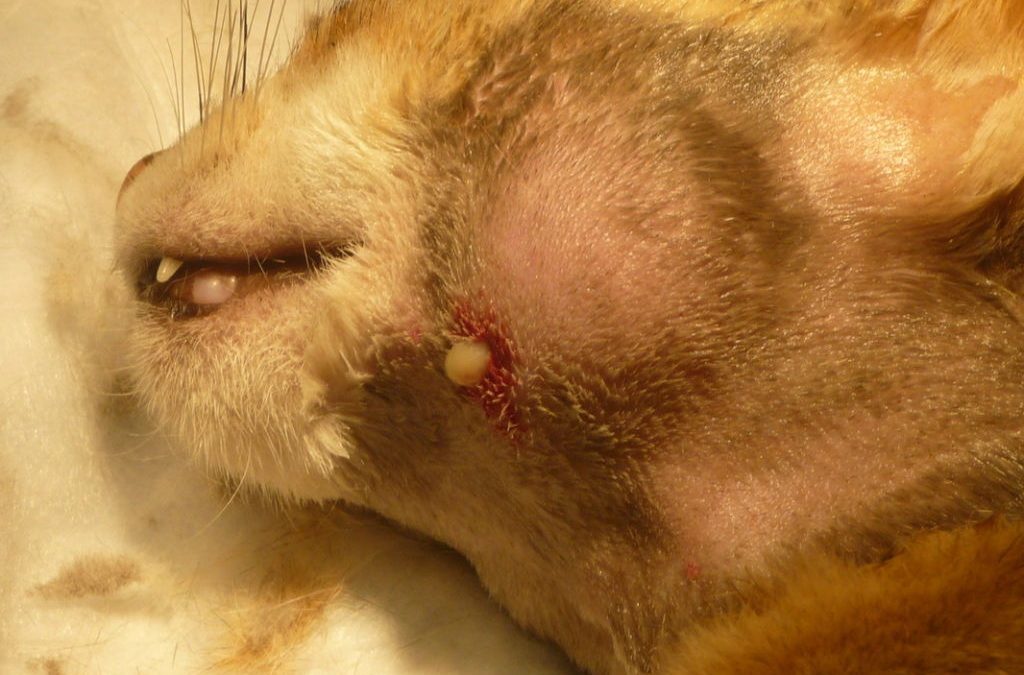 Cat Abscess or Cat Fight Abscess