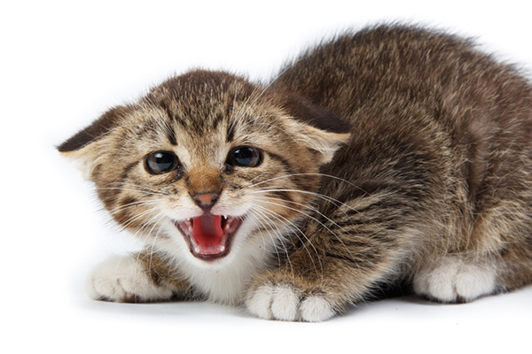 Tips on how to stop your kitten biting and scratching you