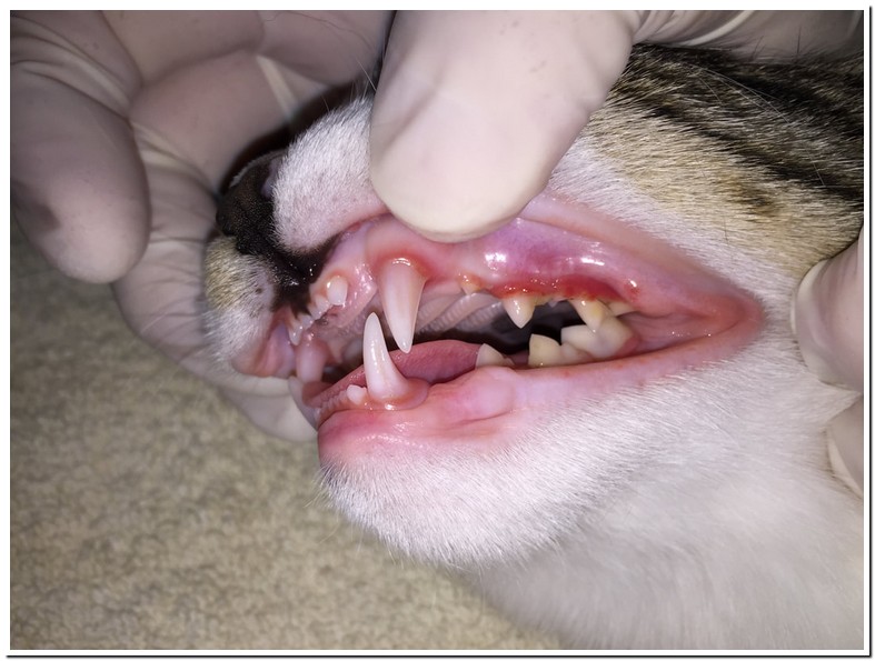Cats with Bad Breath