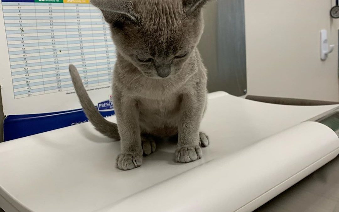 Cat Health Problems