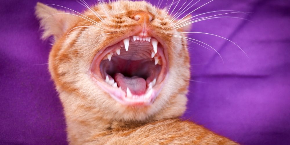 If Your Cat Has Bad Breath