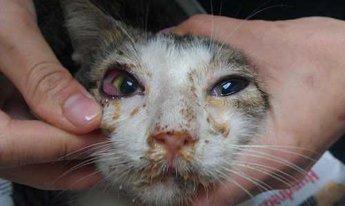 Cat Flu