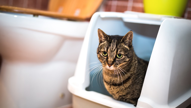 Diarrhea in Cats and Kittens