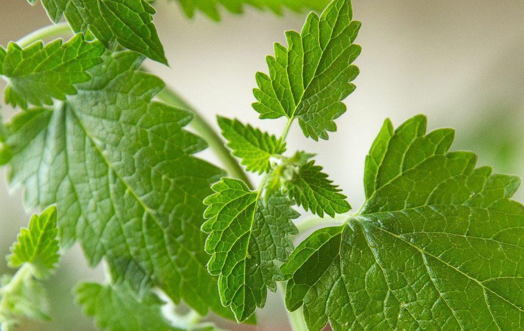 The Craziness of Catnip