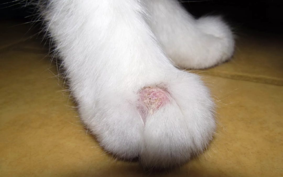 Ringworm in Cats