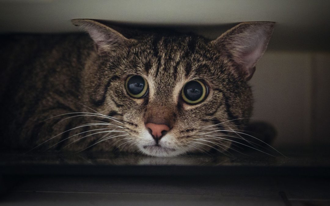 Cat Stress - How Stress Affects your Cat