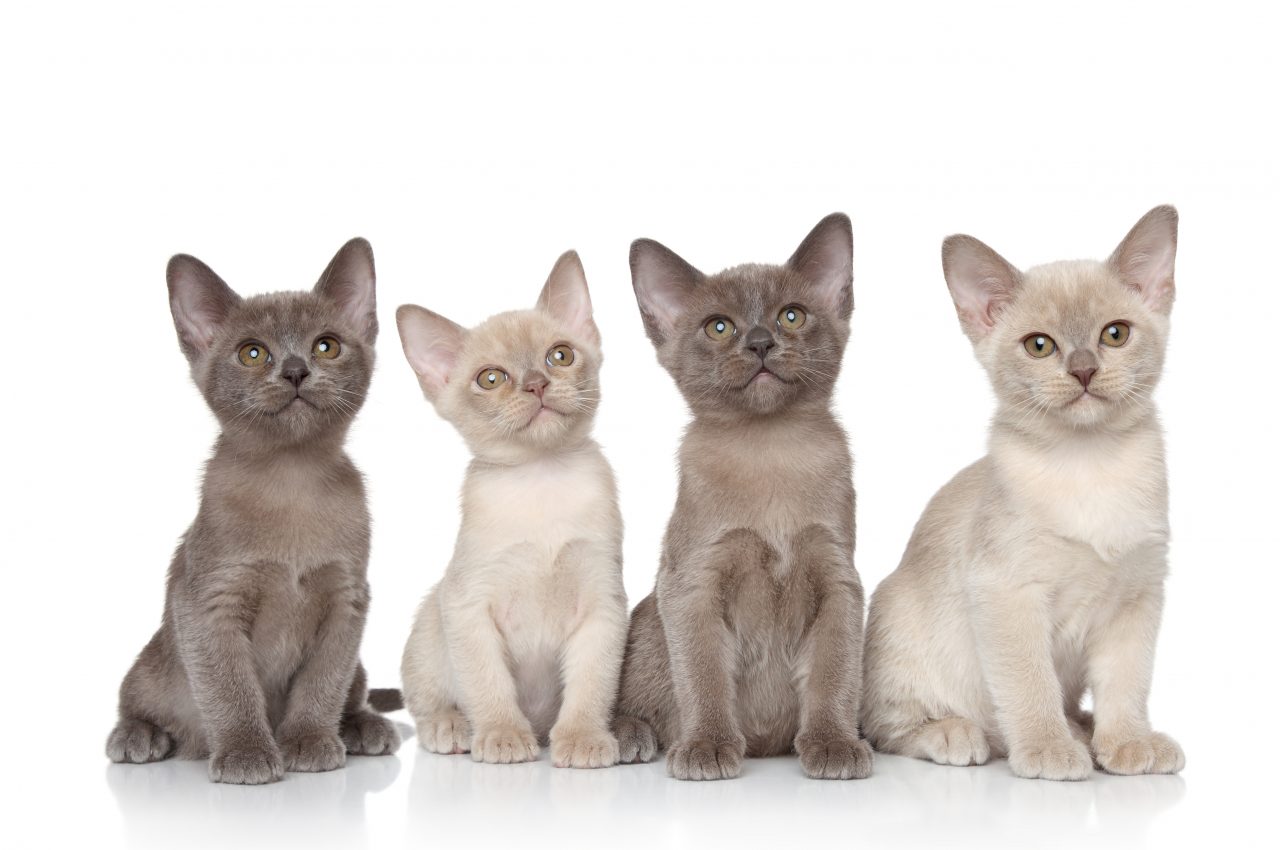 History of the Club Burmese Cat Club of New Zealand