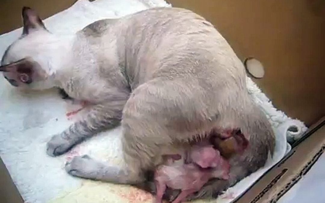 Birth  Labour and Delivery.  What to Expect