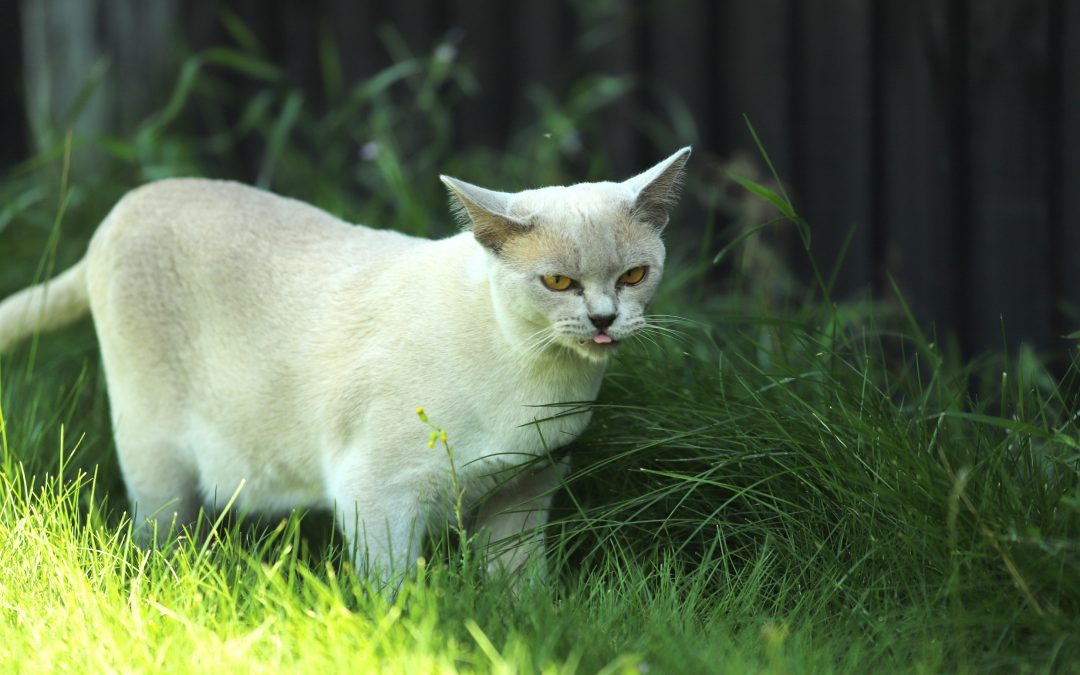 Tips for taking great cat photos with a smartphone