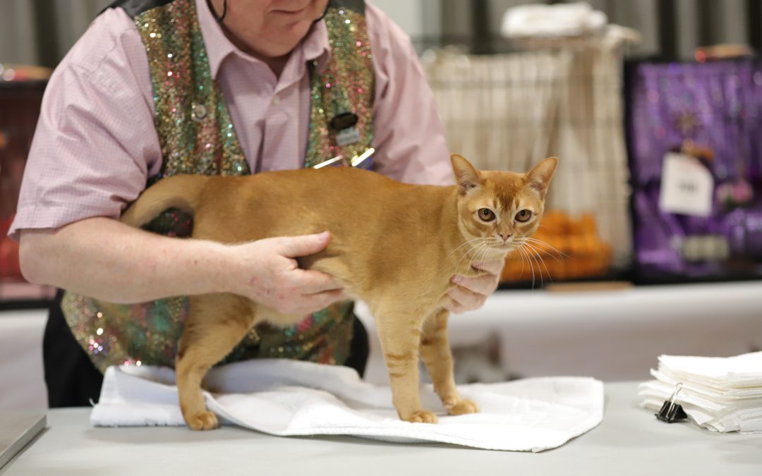 Mandalay Cats: New Zealand’s Unique Contribution to the Cat Fancy