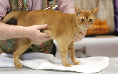 Mandalay Cats: New Zealand’s Unique Contribution to the Cat Fancy