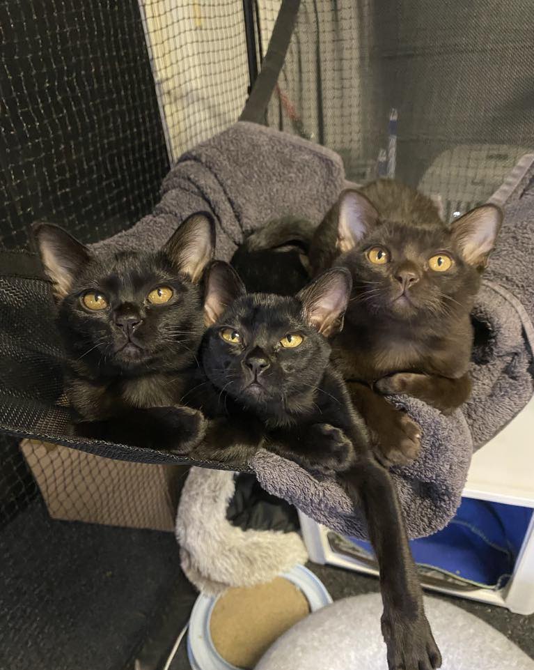 Two Ebony Mandalays and a Chocolate Mandalay
