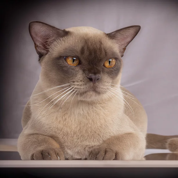 Chocolate Burmese