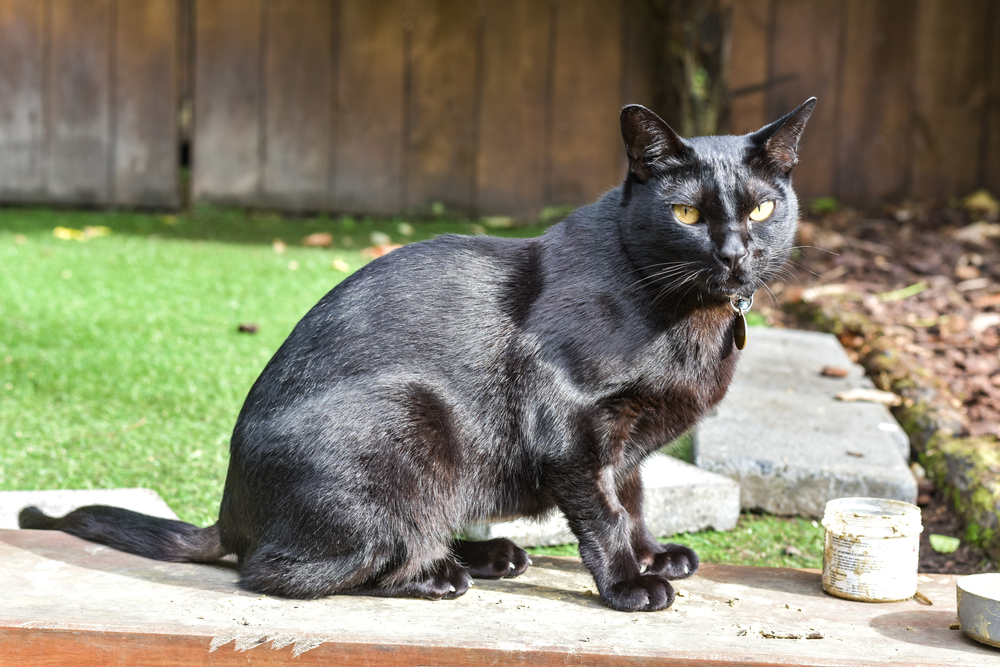 An,Ebony-coloured,Cat,Of,The,Mandalay,Breed