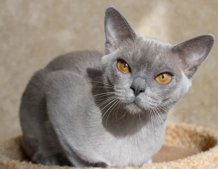 blueburmese