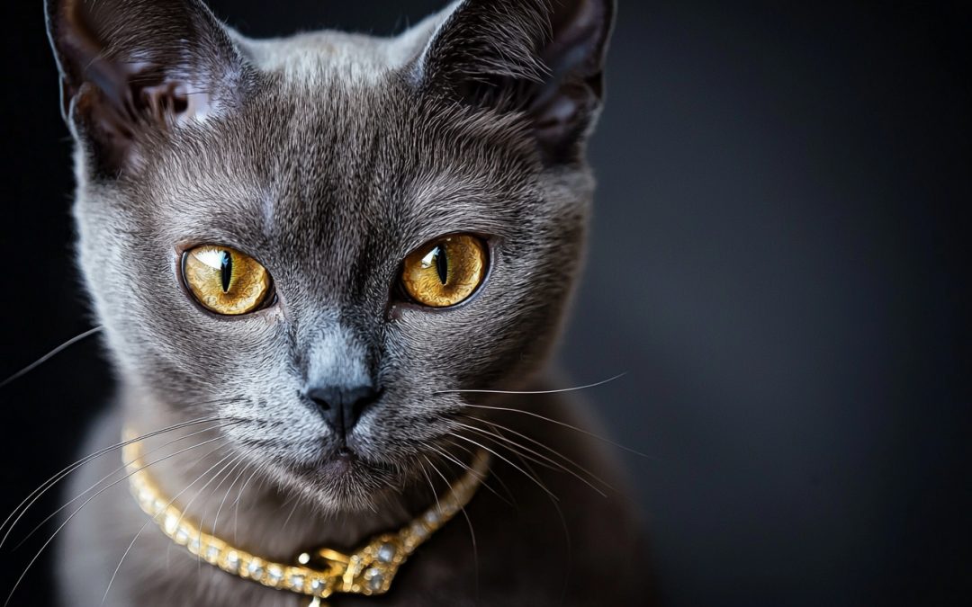 Are Collars Safe for Cats?