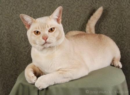 cream-burmese-cat