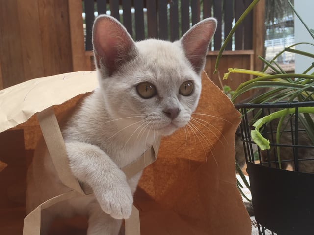 lilacMandalay