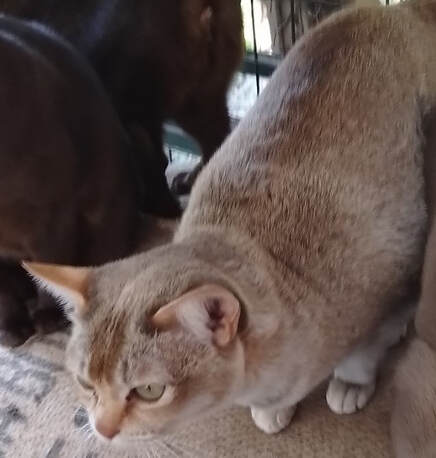 russetburmese