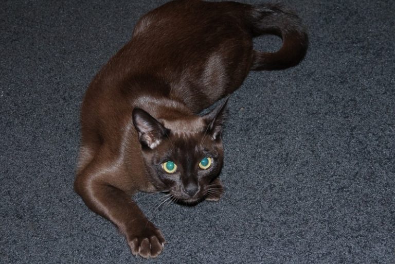 seal-burmese