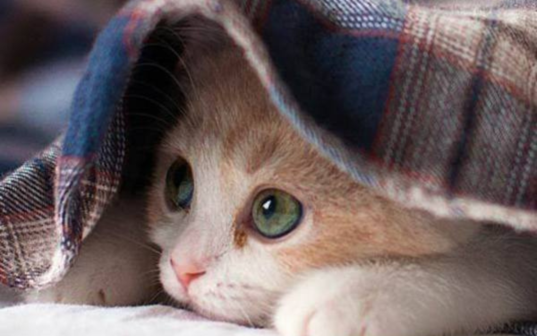 Burmese Kitten Adjustment: What to Expect When You Bring Your Kitten Home