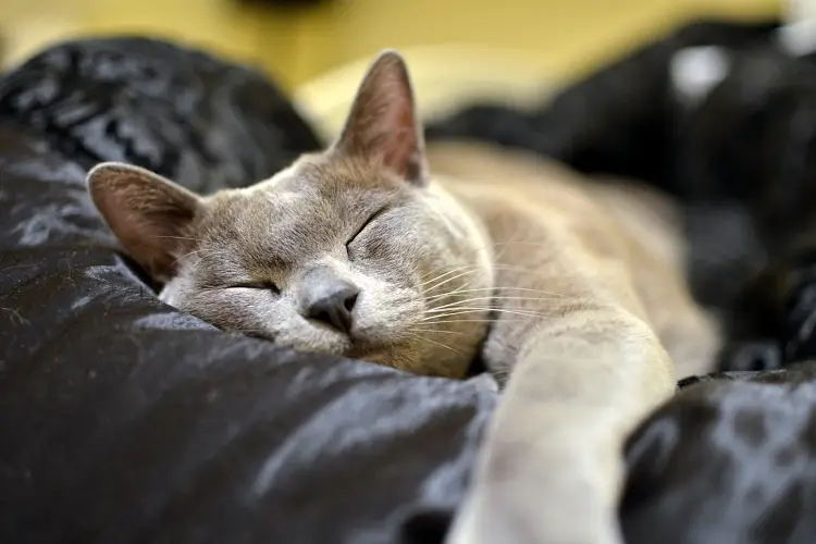 Sleeping Blue Burmese