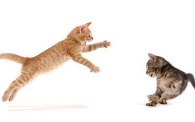 Why Is My New Kitten Naughty at Night?